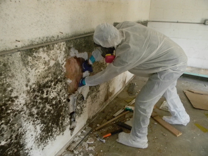 mold-remediation-service